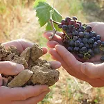 Apart-hotel Terravita Winery & Boutique 4*